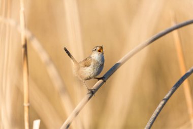 Tiny bewicks ten rengi sazlıklara gizlenmiş, çiftleşme mevsiminde şarkı söyleyen kırlangıçlar.