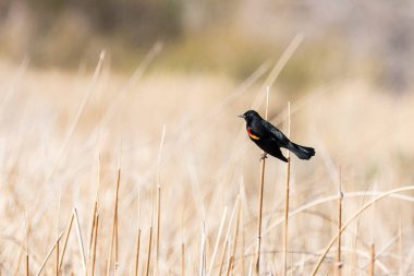 Kırmızı omuzlu karatavuk sazlıklarda tünemiş.