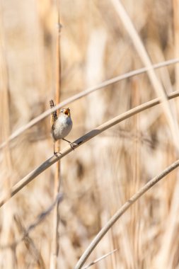 Tiny bewicks ten rengi sazlıklara gizlenmiş, çiftleşme mevsiminde şarkı söyleyen kırlangıçlar.