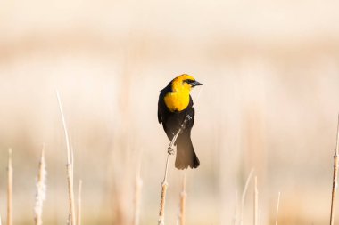 Sarı başlı karatavuk sazlıklarda tünemiş.
