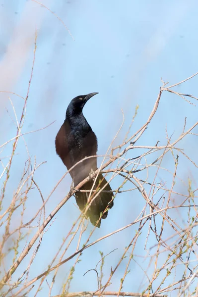 Zwarte Grackle Neergestreken Een Boom Omringd Door Insecten Takken — Stockfoto