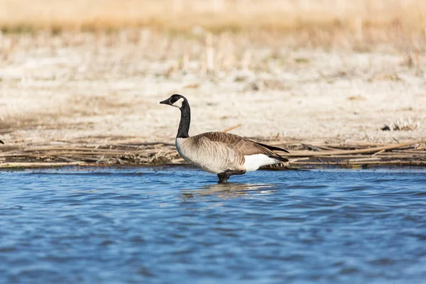 Goose wading through water at a nature study area wetland
