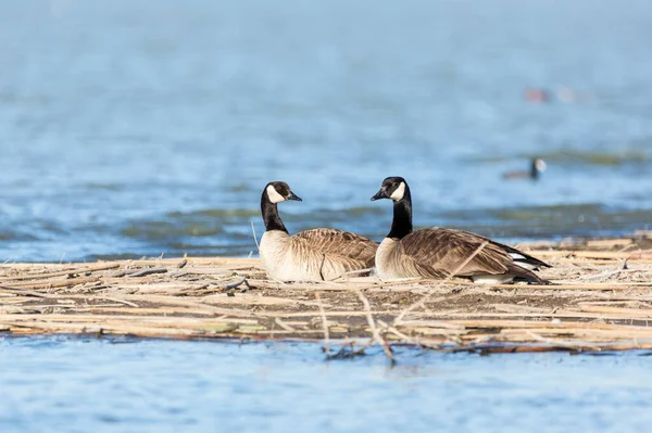 Two geese keeping each other company  at a nature study area wetland