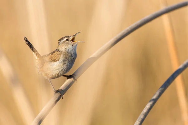 Pequeños Bewicks Wren Ocultos Cañas Color Bronceado Cantando Durante Temporada — Foto de Stock