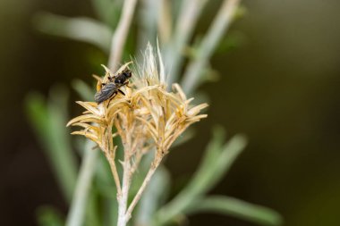 Koyu bir arka planda, uzun, kahverengi bir çiçek çalılığında kara sinek.
