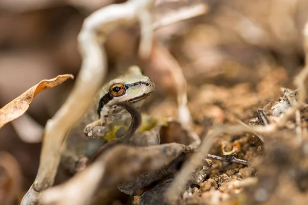 Rana Arbórea Verde Negra Escondida Humedal Herboso — Foto de Stock