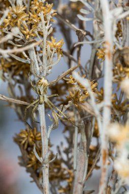 Çalı çırpıyla kamufle edilmiş büyük kahverengi ve kahverengi örümcek.