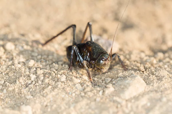 Grillon Mormon Noir Macro Près Sur Terrain Désertique Sablonneux — Photo