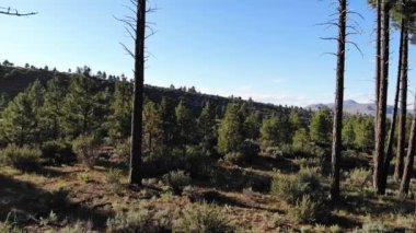 Drone slow motion pan left over trees and mountains sun flared