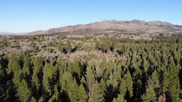 Drone Pan Cámara Lenta Sobre Árboles Manantiales Fríos Nevada — Vídeos de Stock