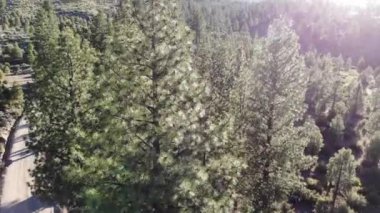 Rise up through trees drone flight over dirt road with sun flares