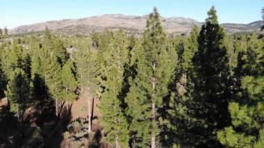 İnsansız hava aracı dağın tepesini göstermek için ağaçların üzerinden yavaş çekimde uçar.