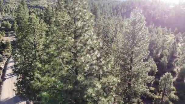 Rise Trees Drone Flight Dirt Road Sun Flares — Stok video