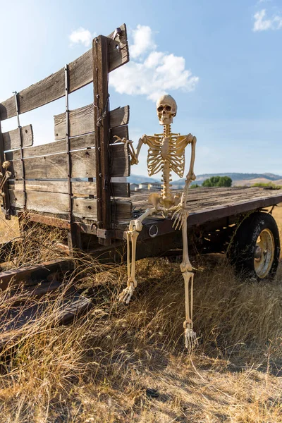 Skeleton sitting on an old truck bed in a dead grass field