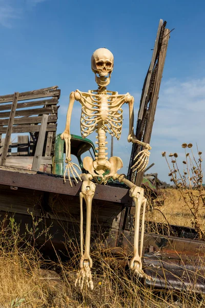 Esqueleto Sentado Uma Cama Caminhão Velho Campo Grama Morta — Fotografia de Stock