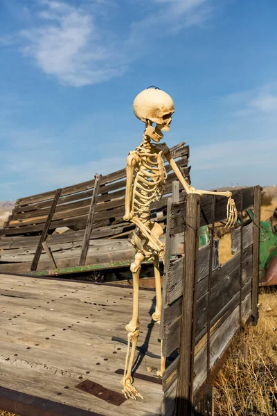 Skeleton standing on  an old truck bed in a dead grass field