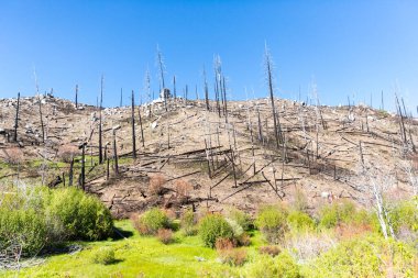 Ağaçlarla kaplı boş yamaçlar ve yanan vadiyle ıslah olmuş bir orman yangını.