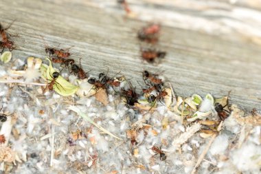 Kırmızı ve siyah karıncalar büyük bir tahta direkte iz sürüyorlar.