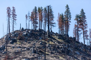 Kararmış bir tepenin tepesindeki uzun ağaçlar vahşi bir yangında yandı.