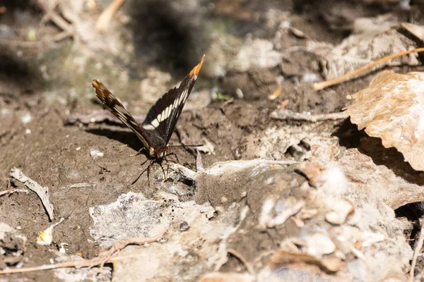 Siyah Turuncu Kelebek Ormanda Çamurlu Bir Yerde Oturuyor — Stok fotoğraf