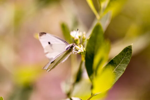 Yellow and purple butterfly sitting on a small cluster of flowers with a pink background