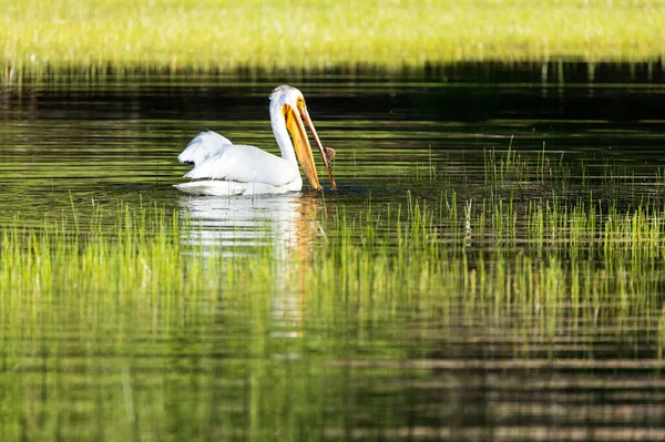 Pelican with open mouth feeding in a well lit grassy pond — Stock Image Pelican Open Mouth Feeding Well Lit Grassy Pond Royalty Free Stock Photos