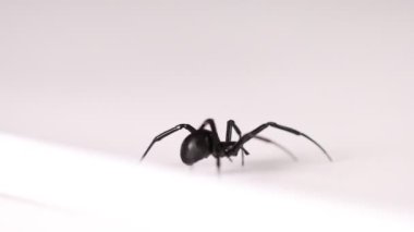  Beyaz yüzeyde kara dul, görüş alanına giriyor ve odak noktasından çıkıyor.