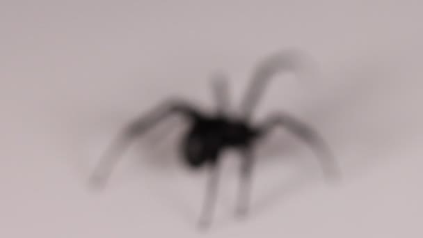 Black Spider Purposefully Out Focus Dark Surface Walking Away — Stock Video