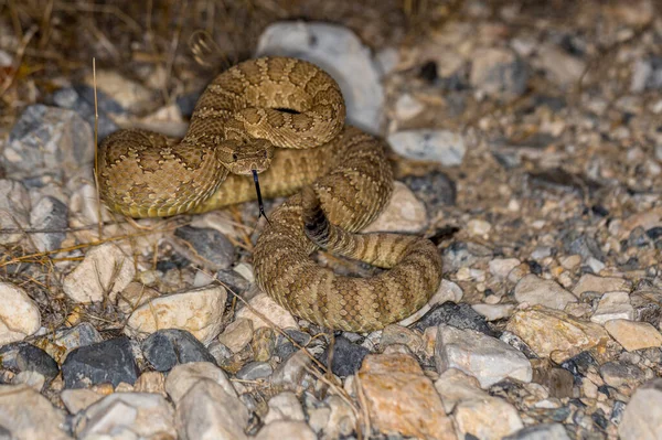 低矮的Pov面对着盘绕着的响尾蛇在沙漠中伸出的舌头移动的尾巴模糊了方向 — 图库照片