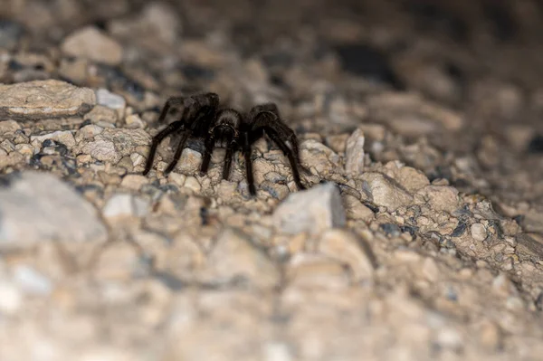 Tarântula Deserto Marrom Rastejando Para Fora Escuro Iluminado Pelo Flash — Fotografia de Stock