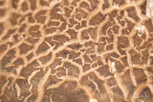 Haut Macro Texture Des Champignons Fissures Vallées — Photo