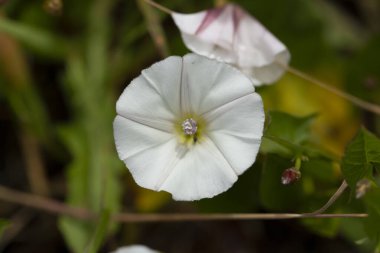 Beyaz sarmaşık, odak arkaplanının dışında yeşile karşı çiçek açar