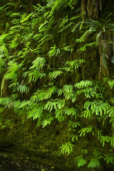Zöld Leveles Páfrányok Kaszkádja Mohás Falból — Stock Fotó