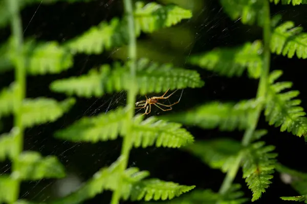 Spider Penzola Una Foglia Felce Piumata Che Stata Illuminata Dal — Foto Stock