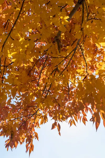 Golden Orange Leafy Background Fall Color Piece Blue Sky — Stock Photo, Image