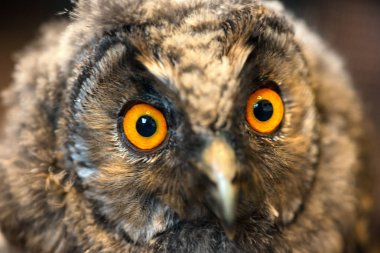 Genç yavru veya Screech-Owl portresi 