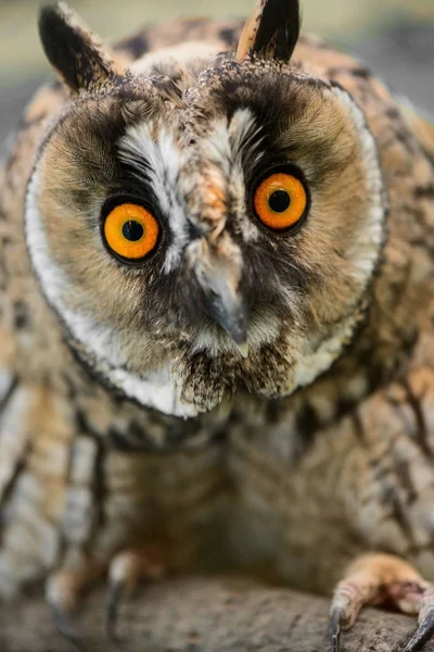 Genç yavru veya Screech-Owl portresi 