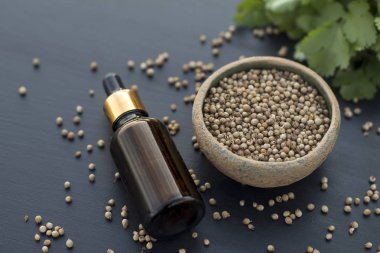 Kişniş tohumu taze yaprakları esans tıbbi bitki Sağlık Güzellik tedavi Spa Fitoterapi aromaterapi alternatif tıp kopya alan seçici odak siyah arka plan kozmetik madde