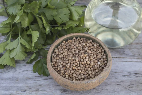 Coriander Seeds Fresh Leaves Oil Medical Herb Health Beauty Treatment Spa Phytotherapy Aromatherapy Alternative Medicine Copy Space Selective Focus Wooden Background Cosmetic Ingredient