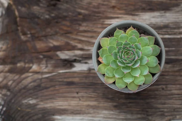 Succulents Plant White Pot Rustic Home Scandinavian Decoration Selective Focus