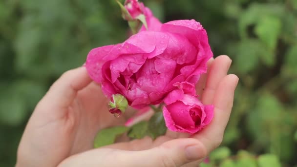 Leuchtend Rosa Gartenrosen Regentropfen Frau Hände Zärtlichkeit Konzept — Stockvideo