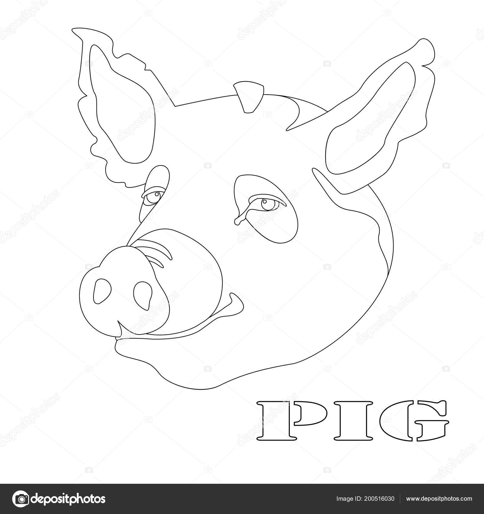 Varken Hoofd Kleurplaat Vector Illustratie Lijntekening Voorzijde
