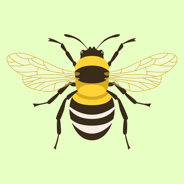 Humblebee vector ilustración plano estilo frontal — Archivo Imágenes Vectoriales