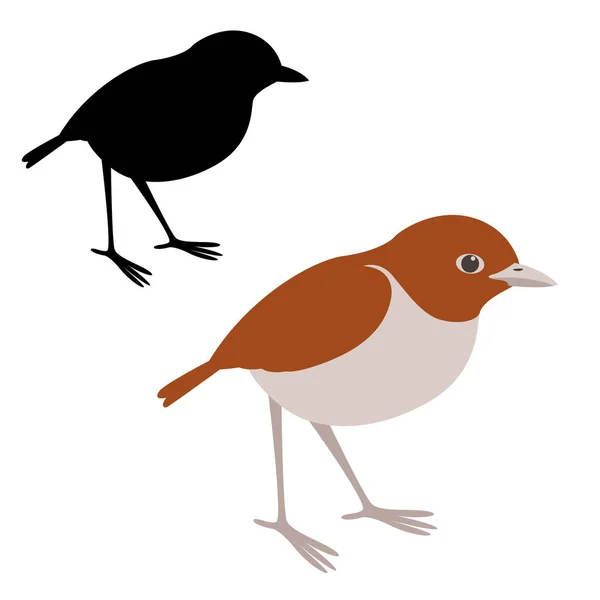 Rojo frontal coua ave vector ilustración plano estilo negro silueta — Archivo Imágenes Vectoriales