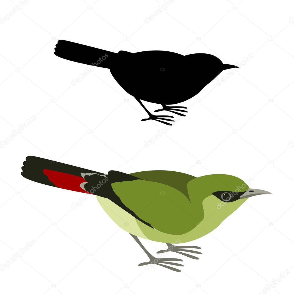 fire tailed myzonis bird vector illustration flat style black silhouette 