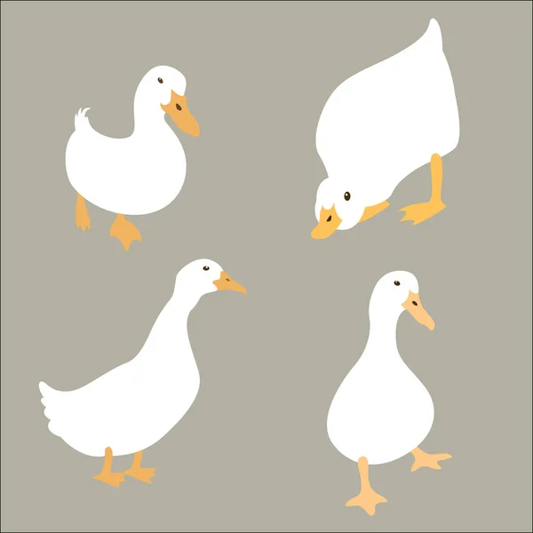 Pato blanco conjunto vector ilustración estilo plano — Archivo Imágenes Vectoriales