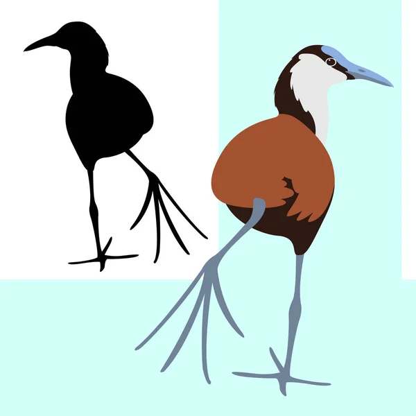 Uccello jacana africano vettore illustrazione stile piatto — Vettoriale Stock