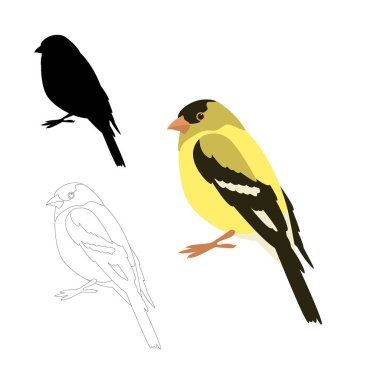gold finch bird vector illustration flat style  clipart