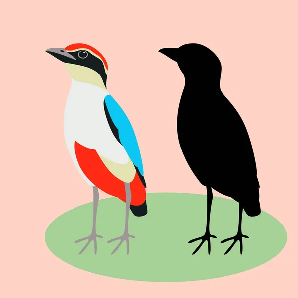 Blauwe gevleugelde pitta vogel vector illustratie vlakke stijl silhouet — Stockvector