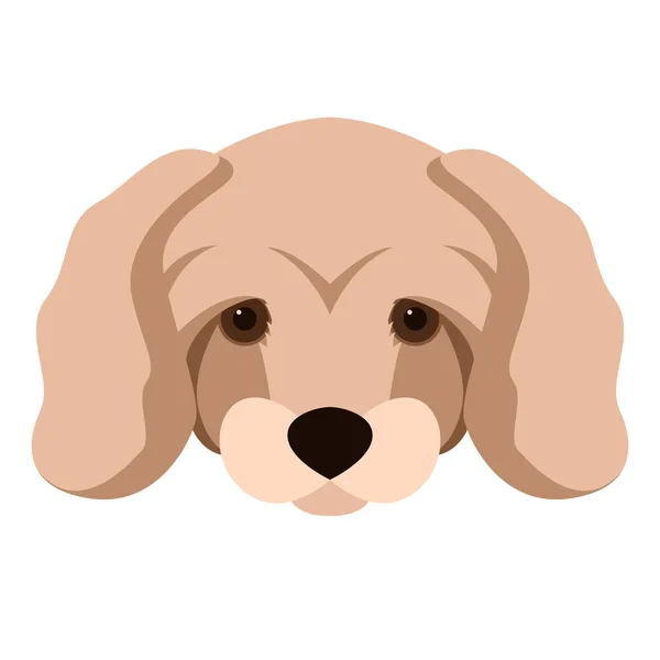 Caniche nain chien vecteur illustration plat style avant — Image vectorielle